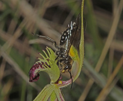 Caladenia dilatata