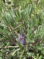 Lupinus lepidus utahensis