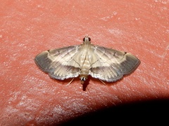 Cnaphalocrocis bilinealis