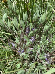 Lupinus lepidus utahensis