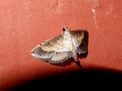 Cnaphalocrocis bilinealis
