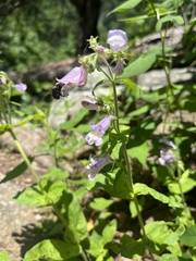 Penstemon calycosus
