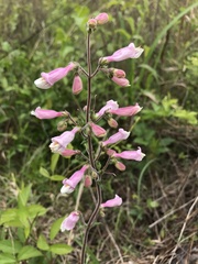 Penstemon australis
