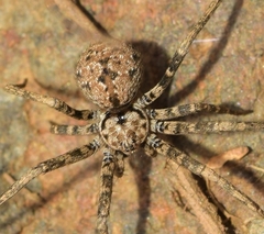 Hersiliola simoni