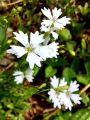 Heliosperma pusillum