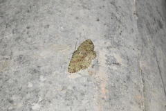 Ophthalmitis