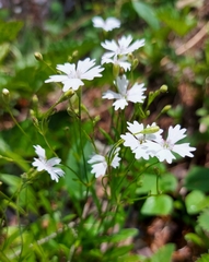 Heliosperma pusillum
