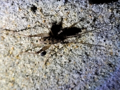 Pleioplectron simplex