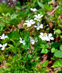 Heliosperma pusillum