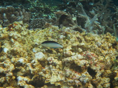 Anampses neoguinaicus