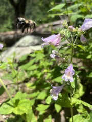 Penstemon calycosus
