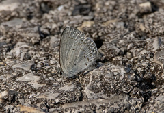 Celastrina philippina