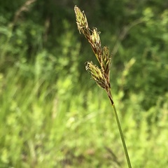 Carex praticola