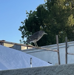 Nycticorax nycticorax