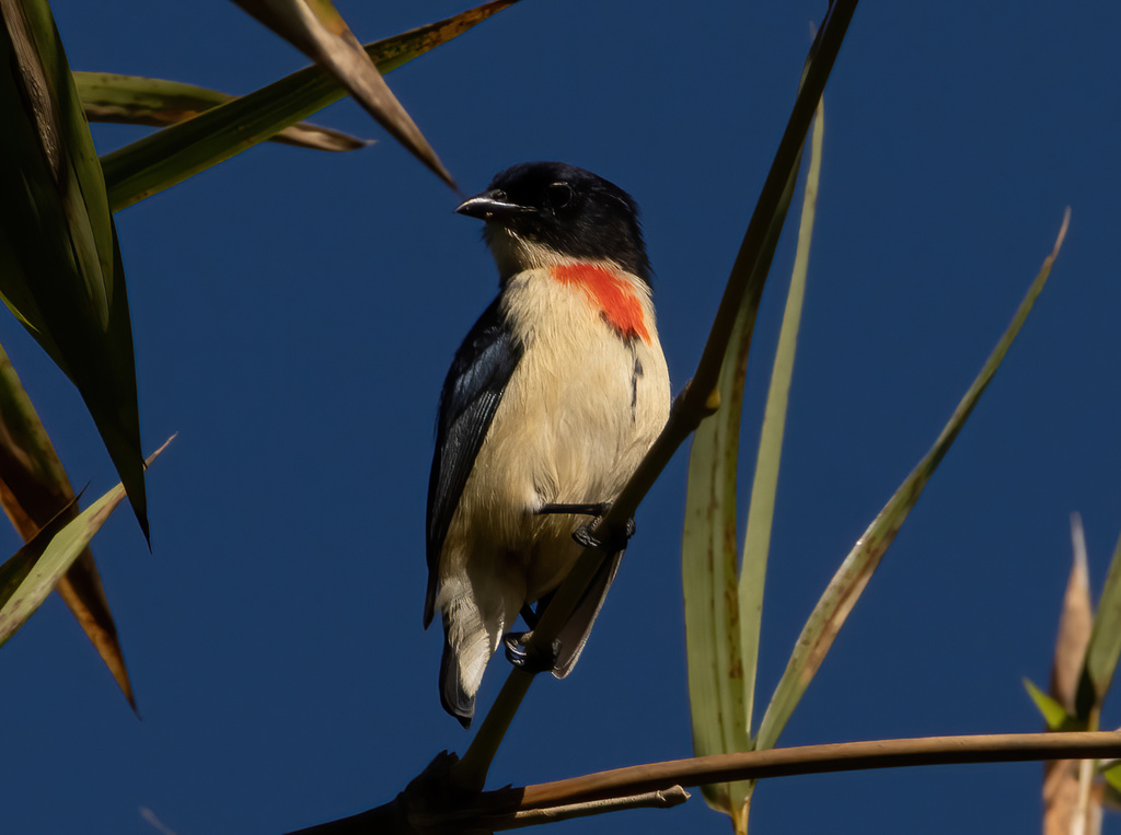 Timor Flowerpecker (Dicaeum hanieli) photo