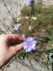 Cichorium intybus