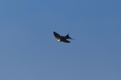 Cheramoeca leucosterna