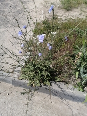 Cichorium intybus