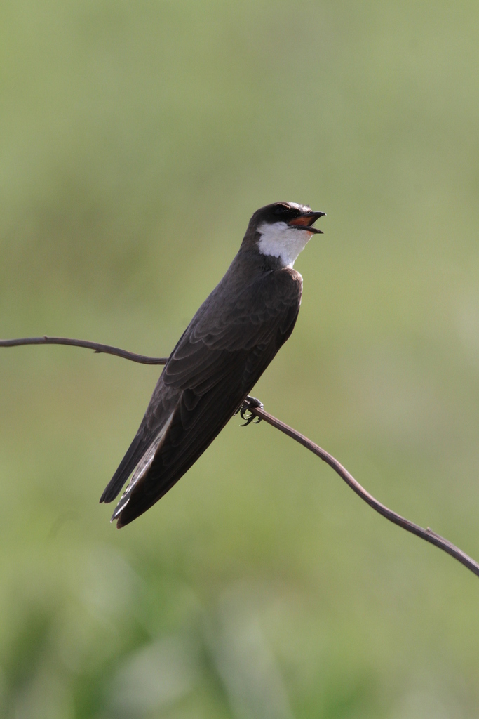 Banded Martin