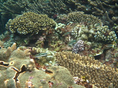 Thalassoma amblycephalus