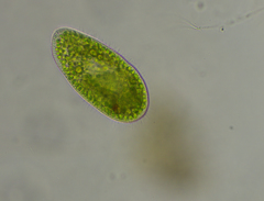 Paramecium bursaria