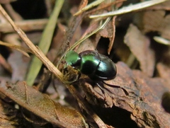 Canthon viridis