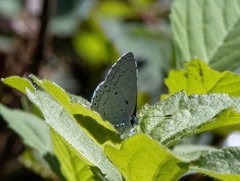 Celastrina philippina