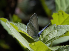Celastrina philippina
