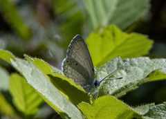 Celastrina philippina