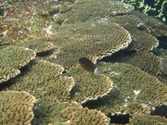 Pomacentrus bankanensis