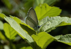 Celastrina philippina