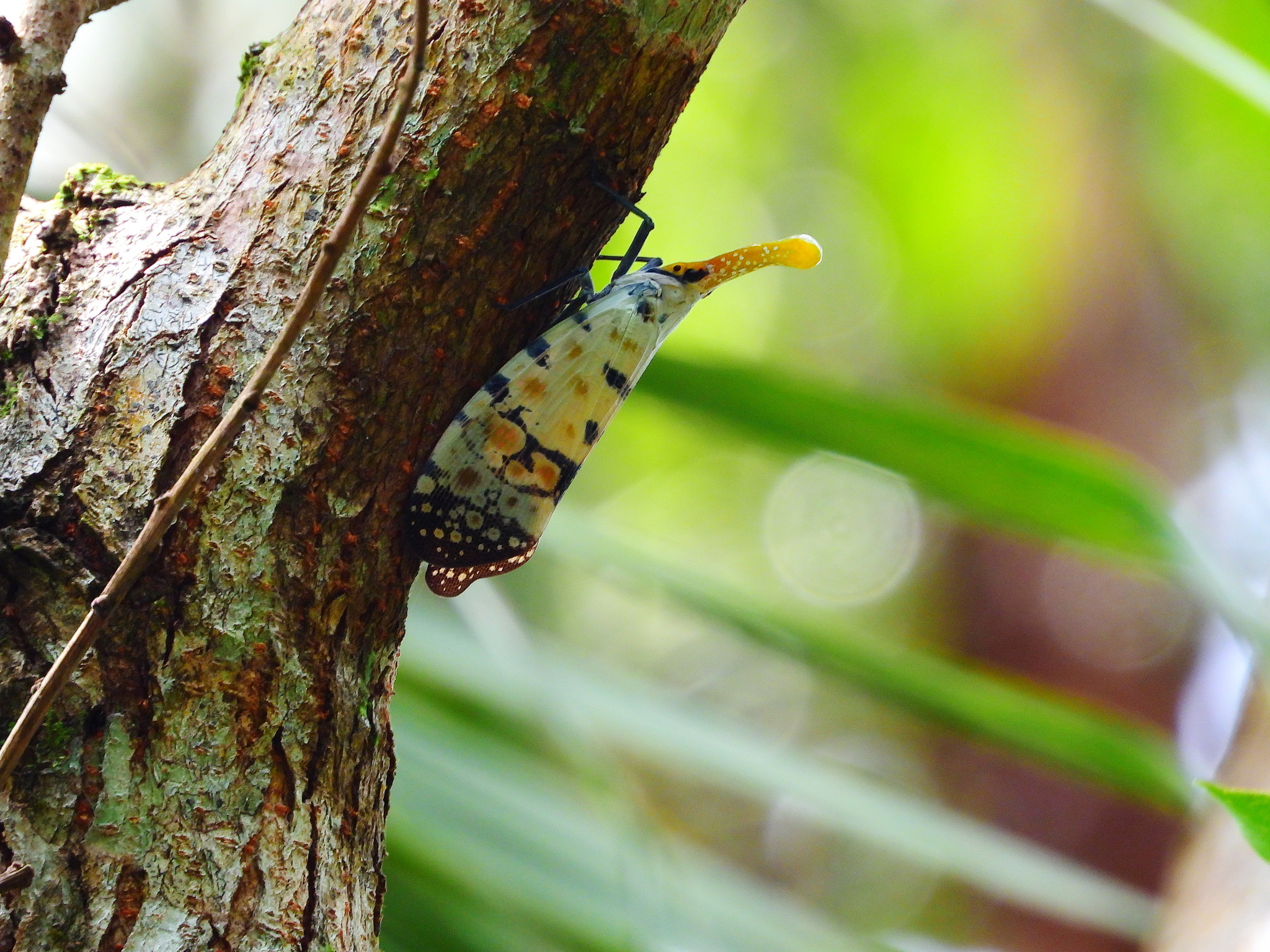 Pyrops watanabei (Matsumura, 1913)