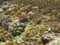 Pomacentrus bankanensis