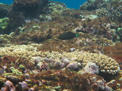 Halichoeres marginatus