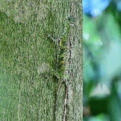 Draco quinquefasciatus