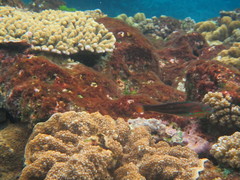 Thalassoma quinquevittatum