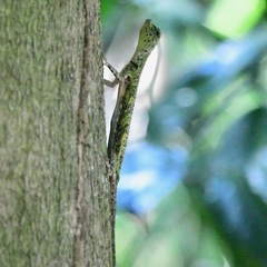 Draco quinquefasciatus
