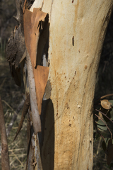 Eucalyptus wandoo