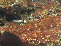 Anampses neoguinaicus