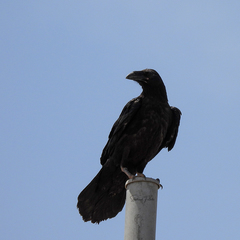 Corvus corax