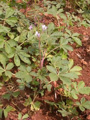 Cleome gynandra