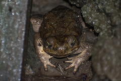 Rhinella horribilis