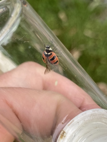 Three-banded Lady Beetle photo 6