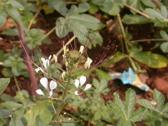 Cleome gynandra