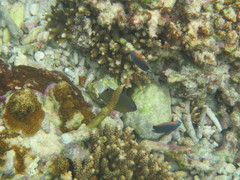 Pomacentrus bankanensis