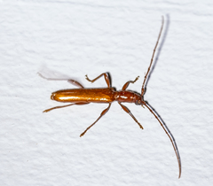 Aneflomorpha subpubescens