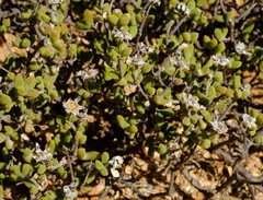 Drosanthemopsis diversifolia