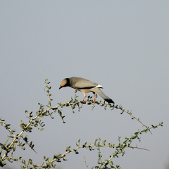 Hypocolius ampelinus