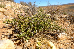 Drosanthemopsis diversifolia