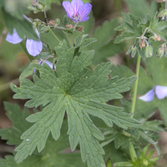 Geranium collinum